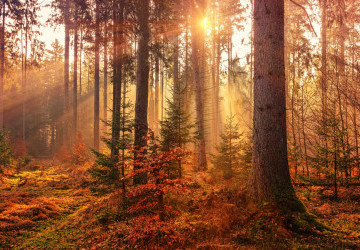 5 jeux de société sur le thème de l'automne - Gus & Co