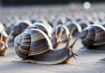 Aller les Escargots : Guide Complet 2025 pour les Supporter