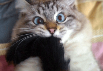 ? E.D.I.T.O. de l’avancée de la reconnaissance des auteurs de j2s