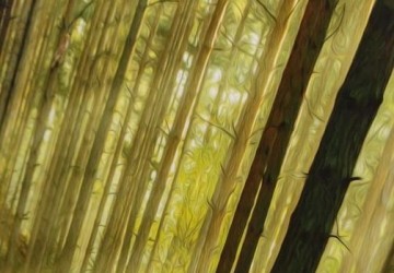 Black Forest : Faites tourner les verres !