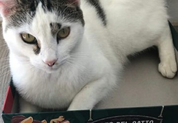 Café del Gatto : le chat dans la boite