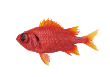 Les poissons d’avril ludiques : Best of