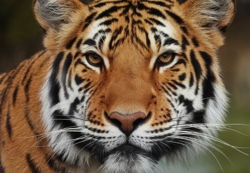 Splendor Jeu : Guide Complet des Règles et Stratégies 2026