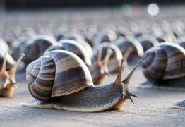 Aller les Escargots : Guide Complet 2025 pour les Supporter