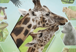 Après Ark Nova, voici venir Sanctuary