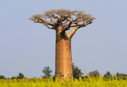 Je l’ai eu le Baobab! - Vin d'jeu