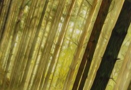 Black Forest : Faites tourner les verres !