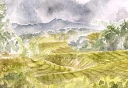 Kamicha, les aventuriers du thé