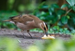 Pecking Order : Théorie Hiérarchique et Applications 2026